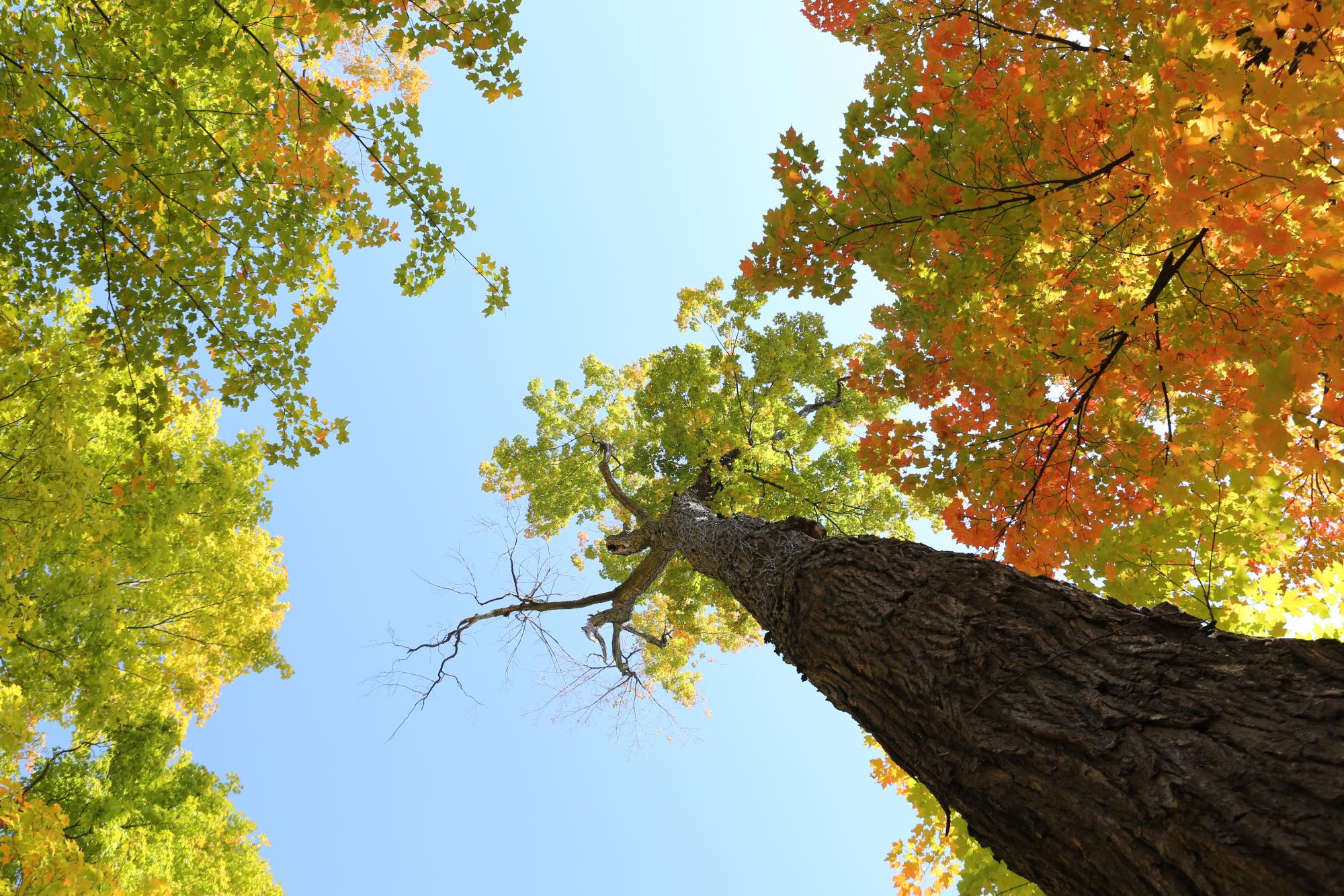 Life-of-Pix-free-stock-photos-trees-autumn-leaves-sky-leeroy